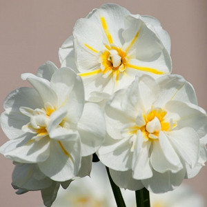 Narcissus Cheerfulness, Daffodil 'Cheerfulness', Double Daffodil 'Cheerfulness', Double Narcissus 'Cheerfulness', Spring Bulbs, Spring Flowers, Double narcissus, Double daffodils, spring flowering bulbs, daffodils, double narcissi, fragrant narcissi